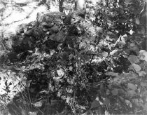 Kernstown battlefield